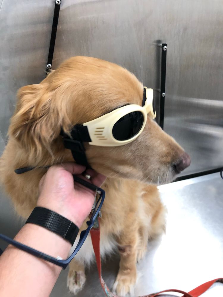 Golden retriever wearing dark eye protection looking hella cool