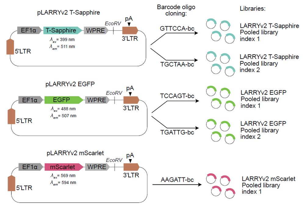 Figure depicting LARRYv2 Library components
