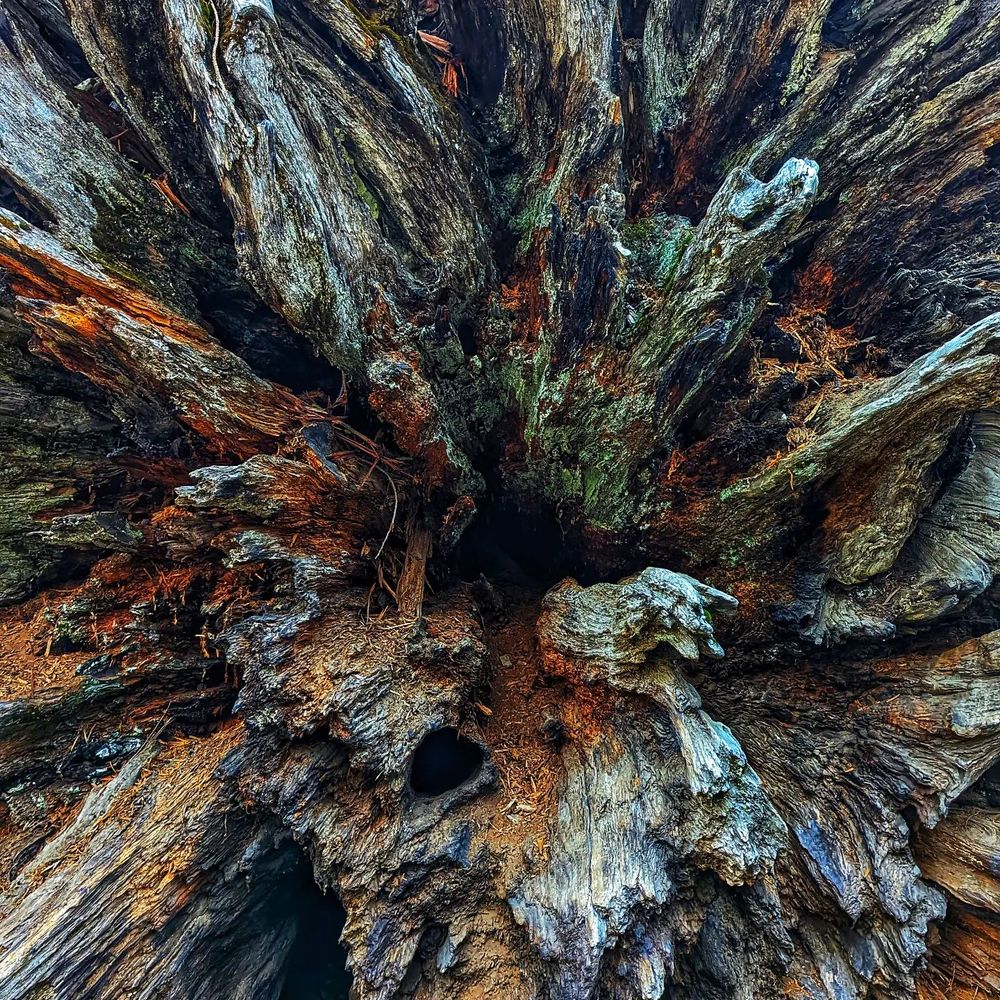 Multicolored and jagged woody material extending radially from the center