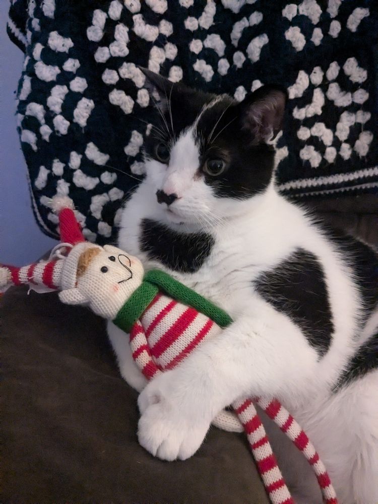 Large black and white polydactyl cat cuddles a stuffed elf while resting on a stuffed brown chair's armrest
