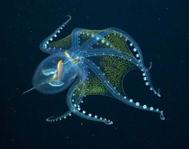 A semi-translucent octopus with a spotted mantle and blue tentacles.