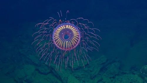 A round jellyfish with glowing golden stripes on the bell and long tendril tentacles against a background of deep sea sediment.