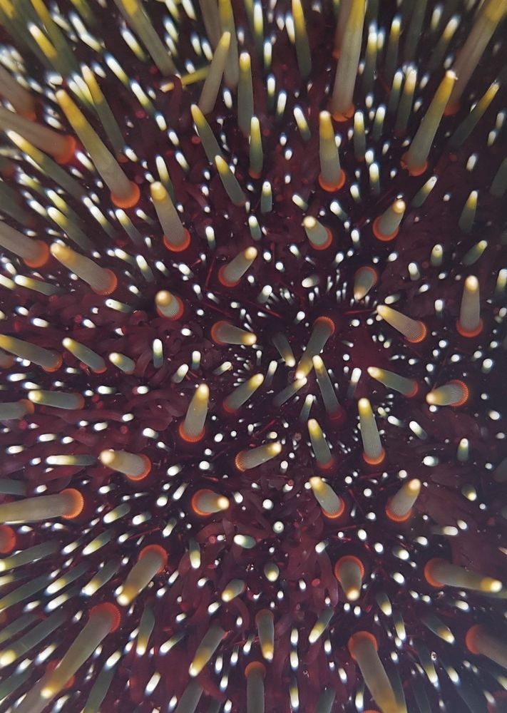 A close up of the top of a sea urchin. You can see the spines and the test. The spines have lighter tips and the body is generally dark brown.