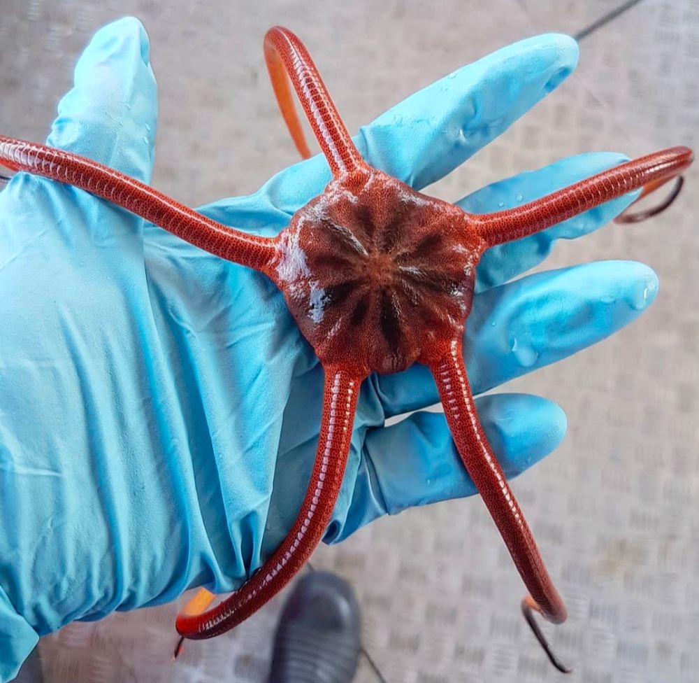 The snake brittle star up to a foot in length across. It is a reddish brown colour and being held on a gloved hand (for safety).