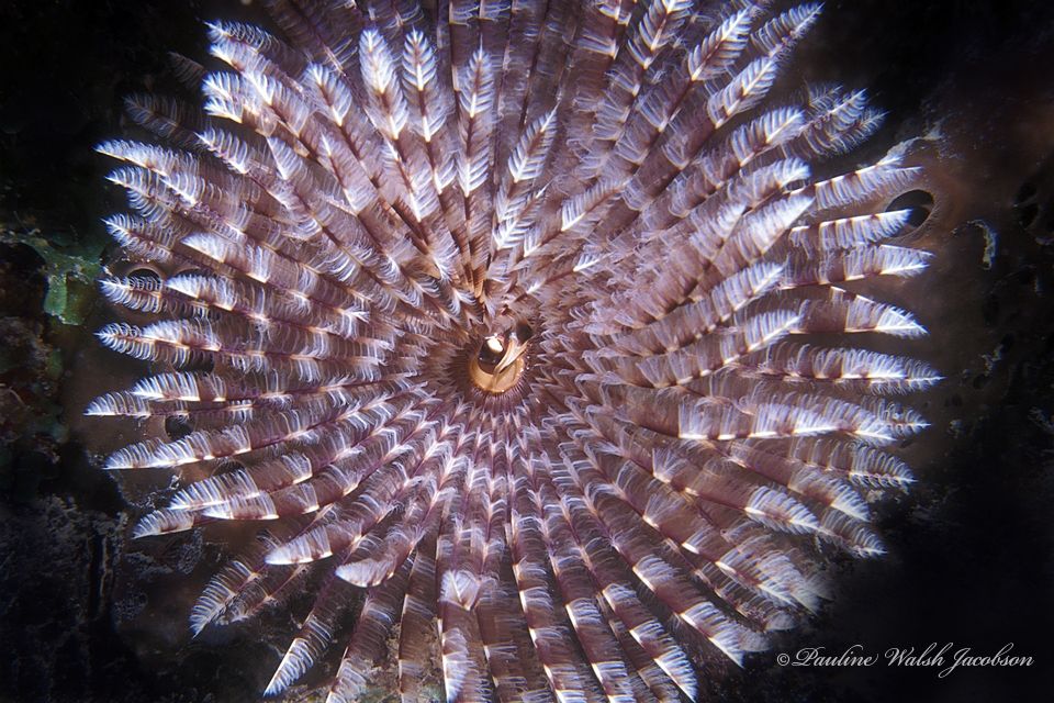 A close up into the centre of a feather duster worm with radiating striped white and brown tentacles 