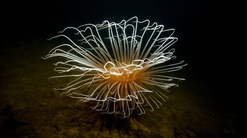 An anemone with many white thin tentacles 