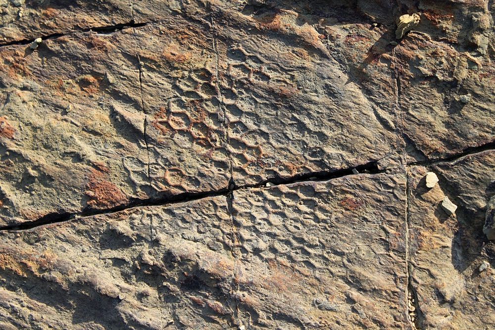 The hexagonal fossil on stone.