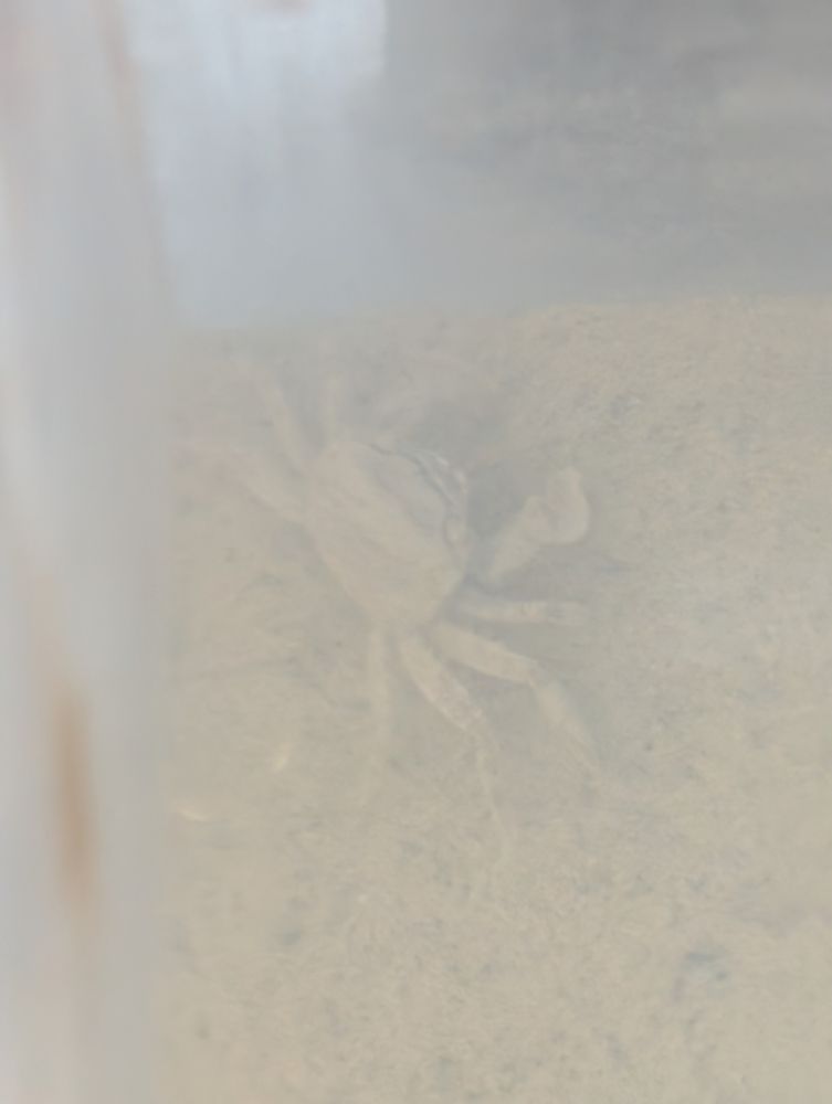 A brown crab on mud in an aquarium