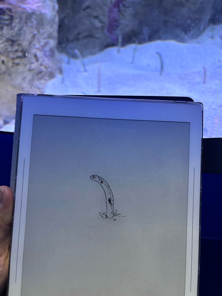 holding a supernote with a tiny drawing of a garden eel, in front of a tank full of them