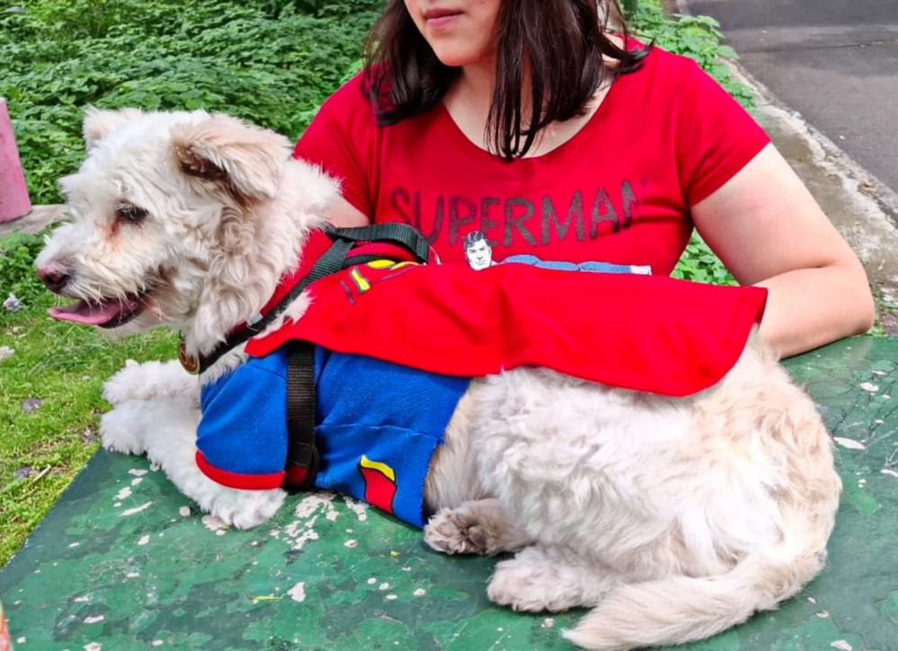 Perro disfrazado de Krypto 