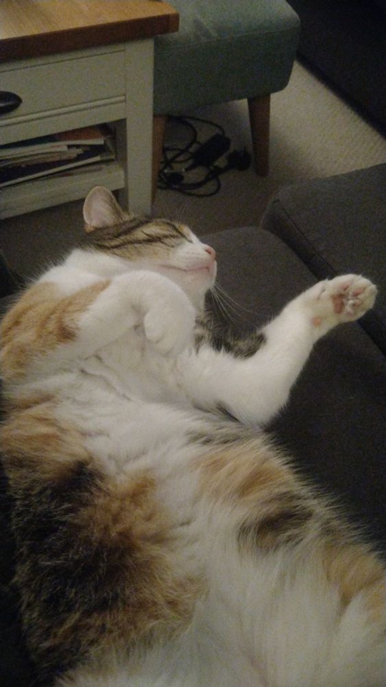 Silly cat