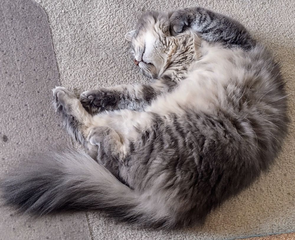 A fluffy grey and white tabby asleep upside down with his fluffy white belly exposed.