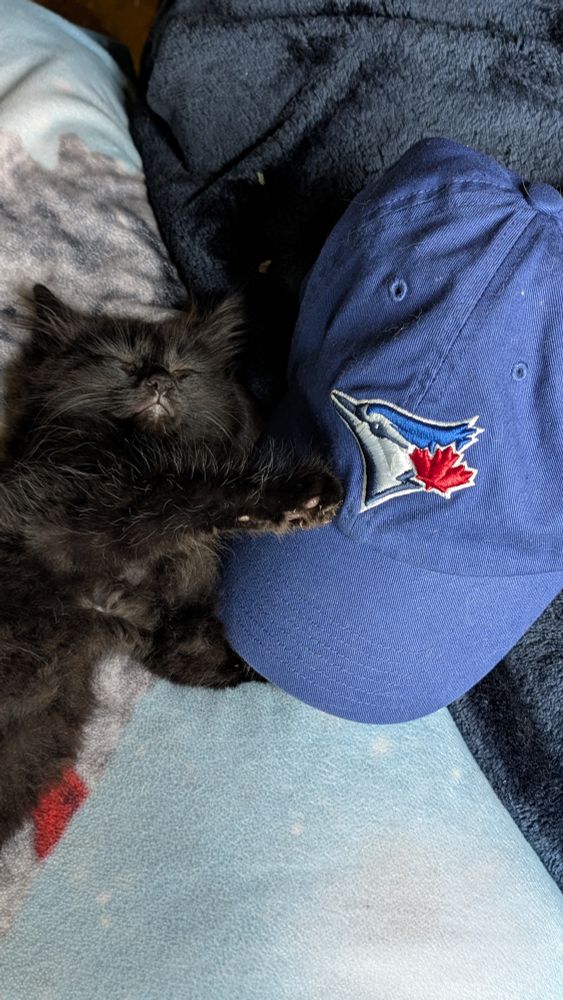 Tiny black kitten holding Toronto Blue Jays baseball cap