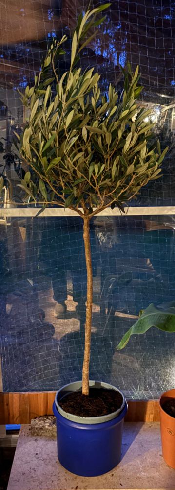 Ein ca 1,20m hoher Olivenbaum in einem blauen Topf, er hat einen etwas mehr als daumendicken geraden Stamm und oben eine recht runde Krone.