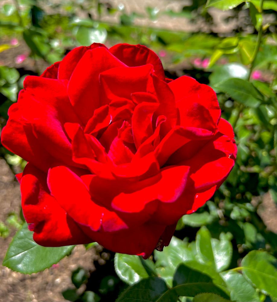 Bright red rose! 