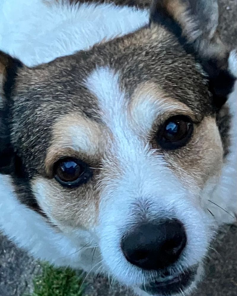 Kleiner Jack-Russel Mix blickt erwartungsvoll in die Kamera ob nicht doch noch ein Leckerlie drin ist 😍