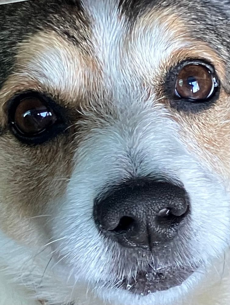 Kleiner Jack-Russel-Mix guckt ganz gierig ob er vielleicht noch ein Gurzel bekommt 🤔