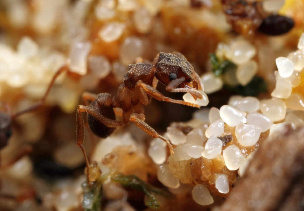 Ants mastered agriculture millions of years before humans