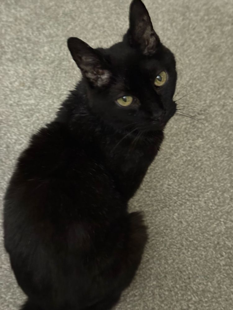 Peeps, a black cat, sitting on the carpet looking at the camera.