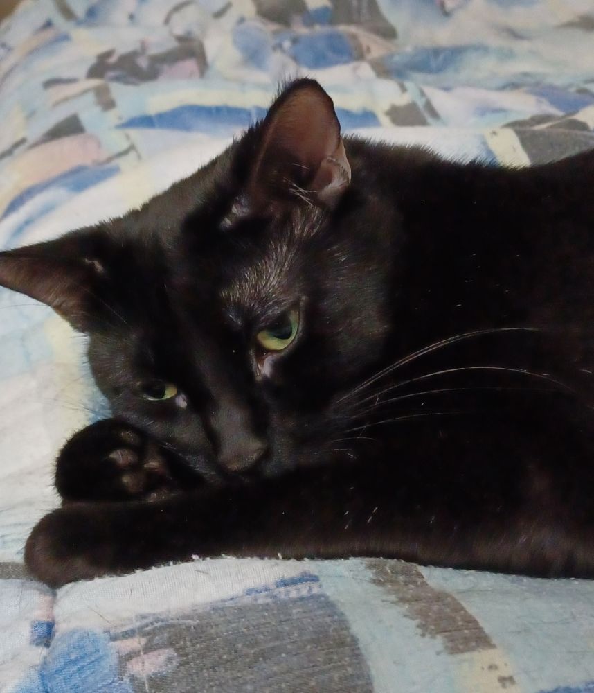 Peanut, a black cat, lying on a bed.