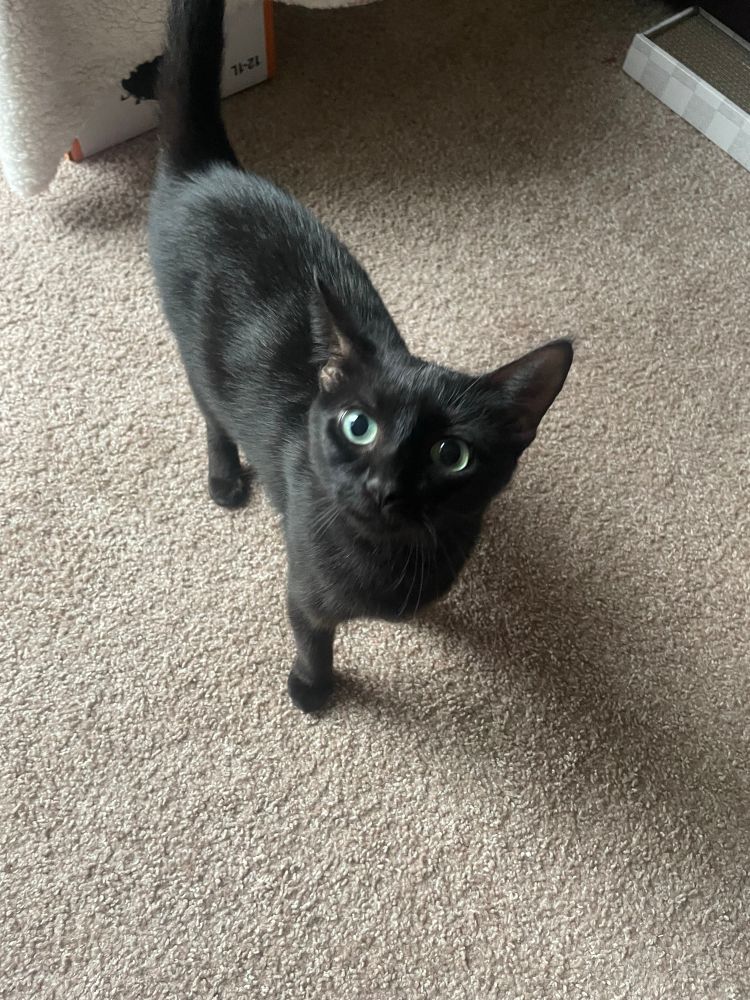 Black medium hair cat with green eyes 