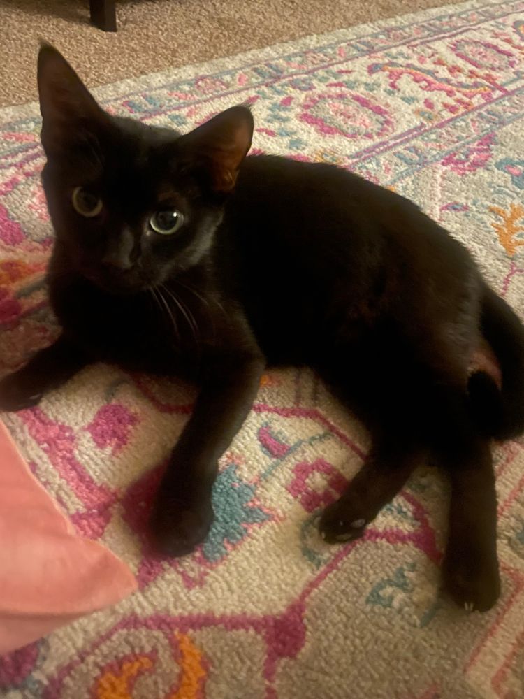 Black medium hair cat with green eyes 