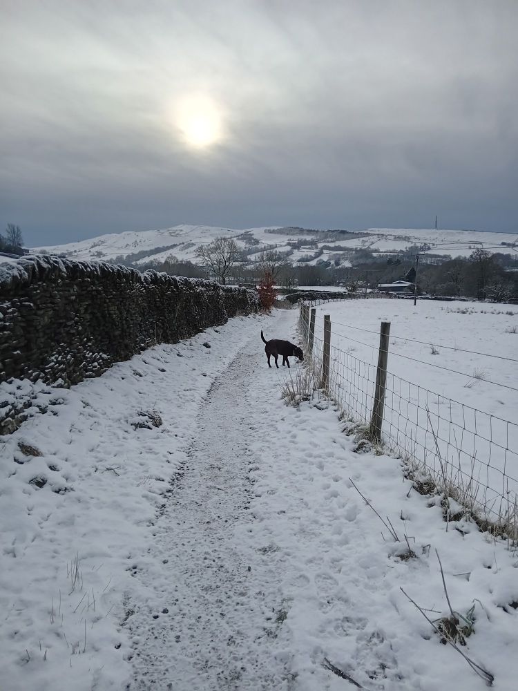 Islay sniffing on a snowy track.