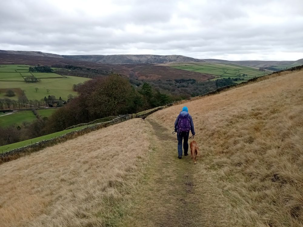 Woman and boxer walking down a grassy slope towards Hayfield. Labrador is way ahead and Kinder Scout visible on the horizon. 