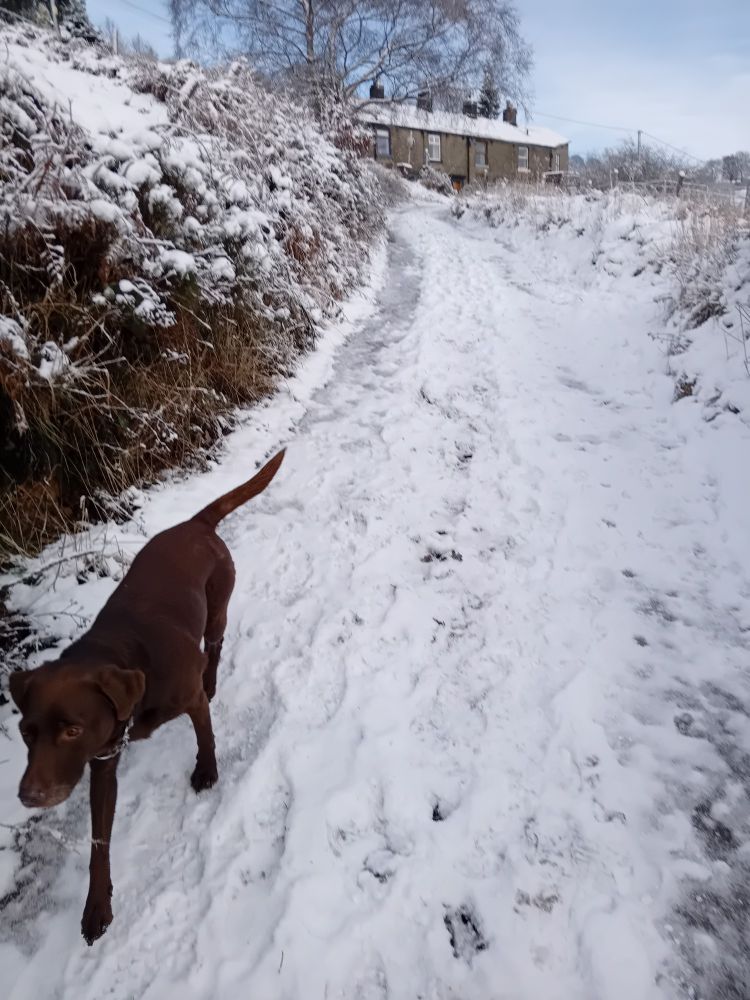 Chocolate lab running g down snowy lane.
