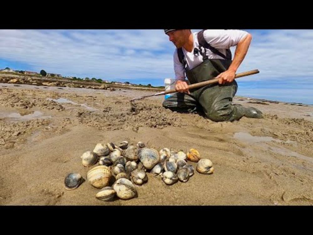 Coast Foraging Giant Cockle Clams - Catch Clean Cook