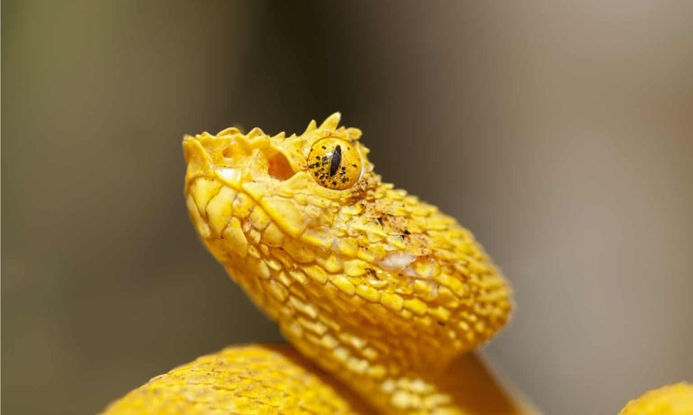 Close up photo of an Eyelash Pit Viper, a bright yellow snake with spines above its eyes and nose