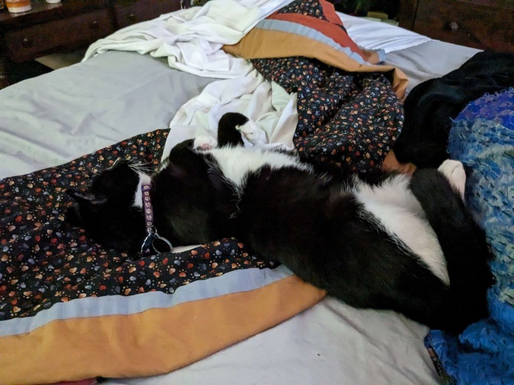 A tuxedo cat luxuriating on a bed with a comfy quilt. All four paws are up in the air being super cute.