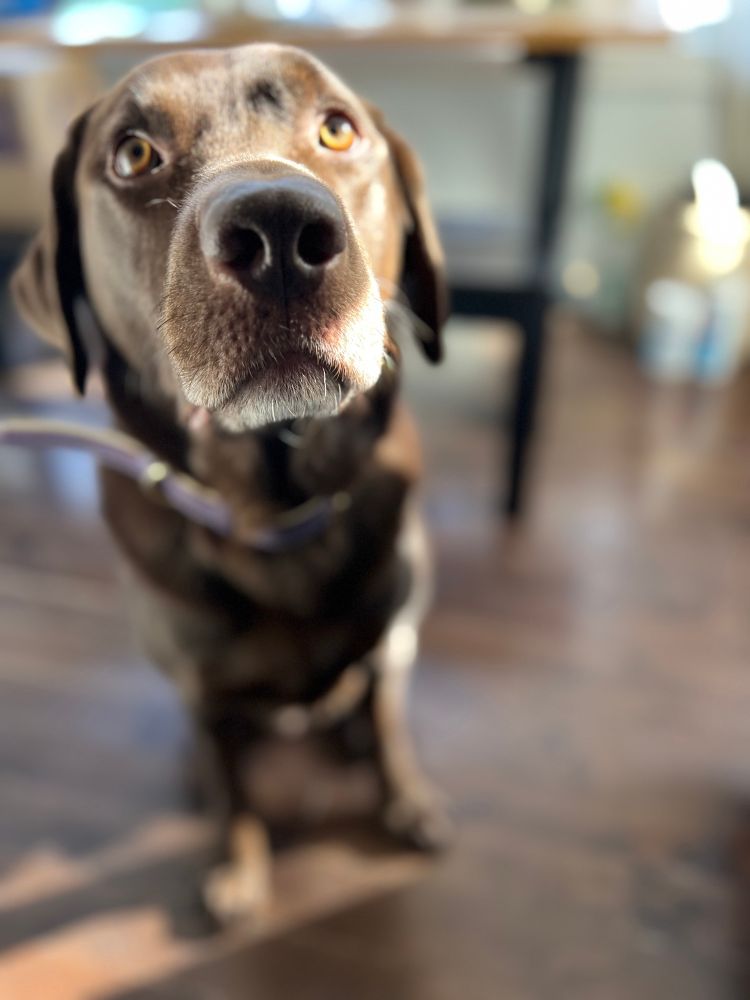 Chocolate lab named Geoffrey, with the sun on his face!