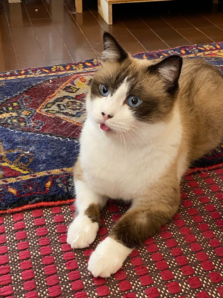 スノーシューmix猫ののポアンカレ氏が座り姿勢で物音に驚いて顔を上げています。毛繕いの途中だったので舌が出たまま、目を見開いています。