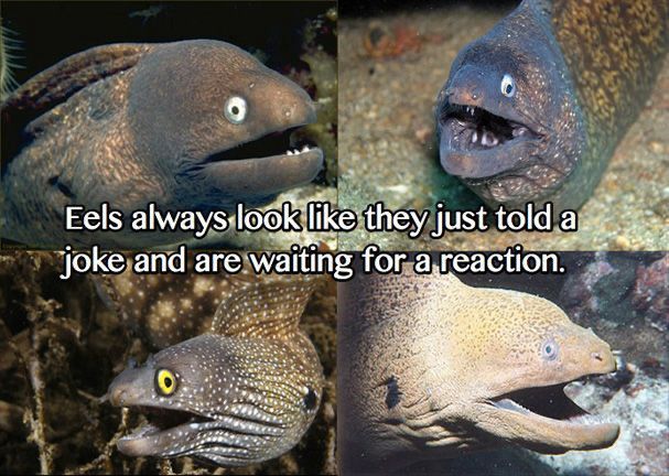 For eels with their mouths wide open. Caption reads “eels always look like they just told a joke and are waiting for a reaction”.