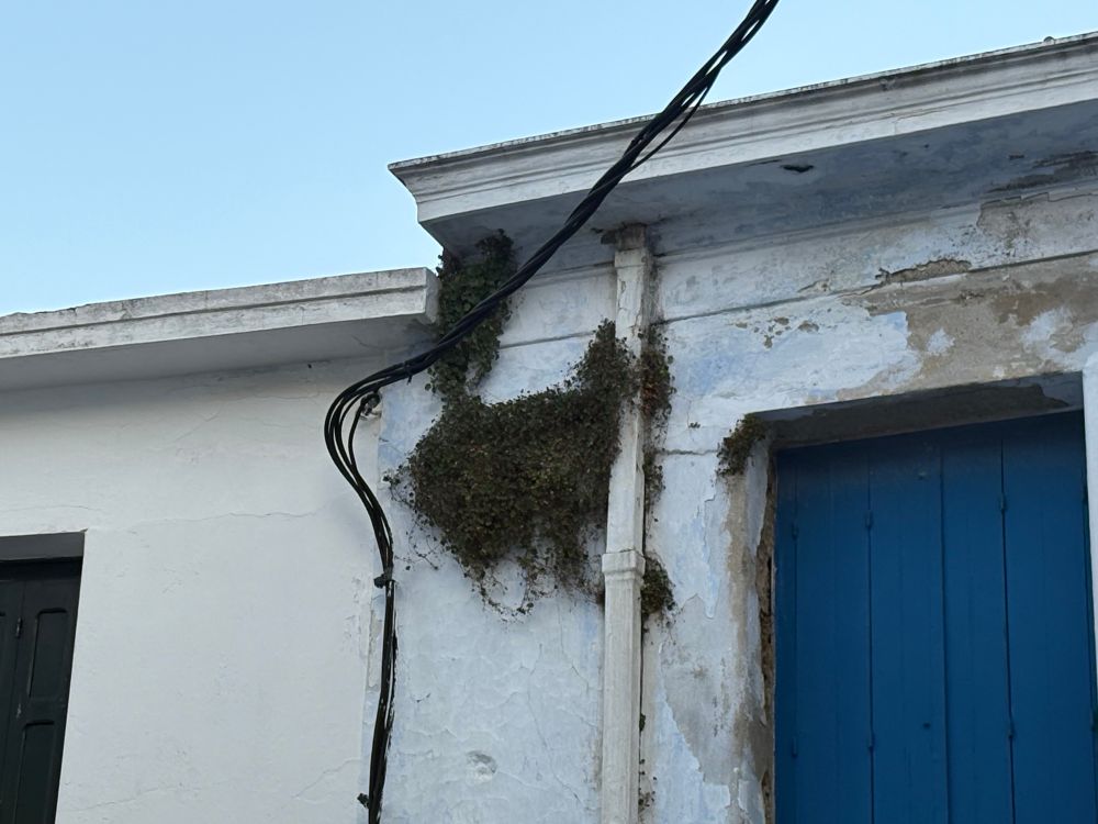 Efeubewuchs an einer Hauswand in Griechenland hat zufällig genau die Form einer Katze.