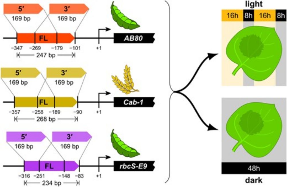 Plant enhancers exhibit both cooperative and additive interactions among their functional elements