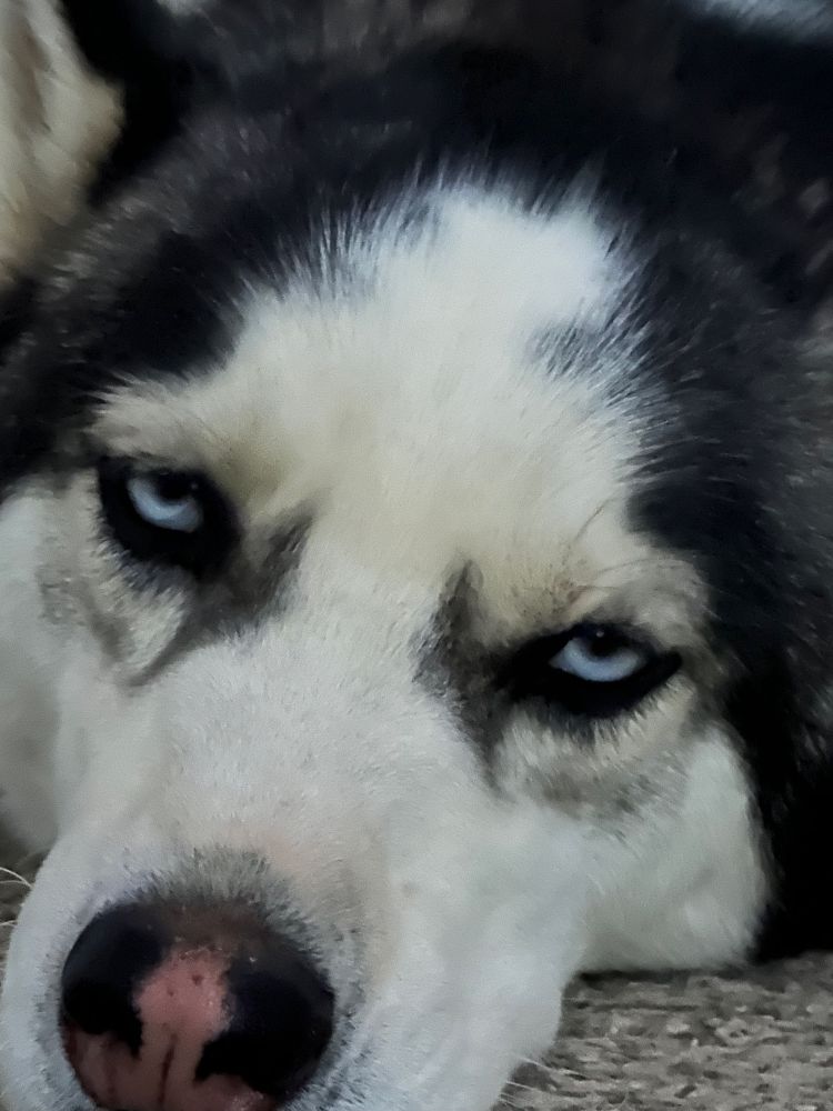 A close up of a male husky dog looking forward toward the camera with a tired look of judgment.