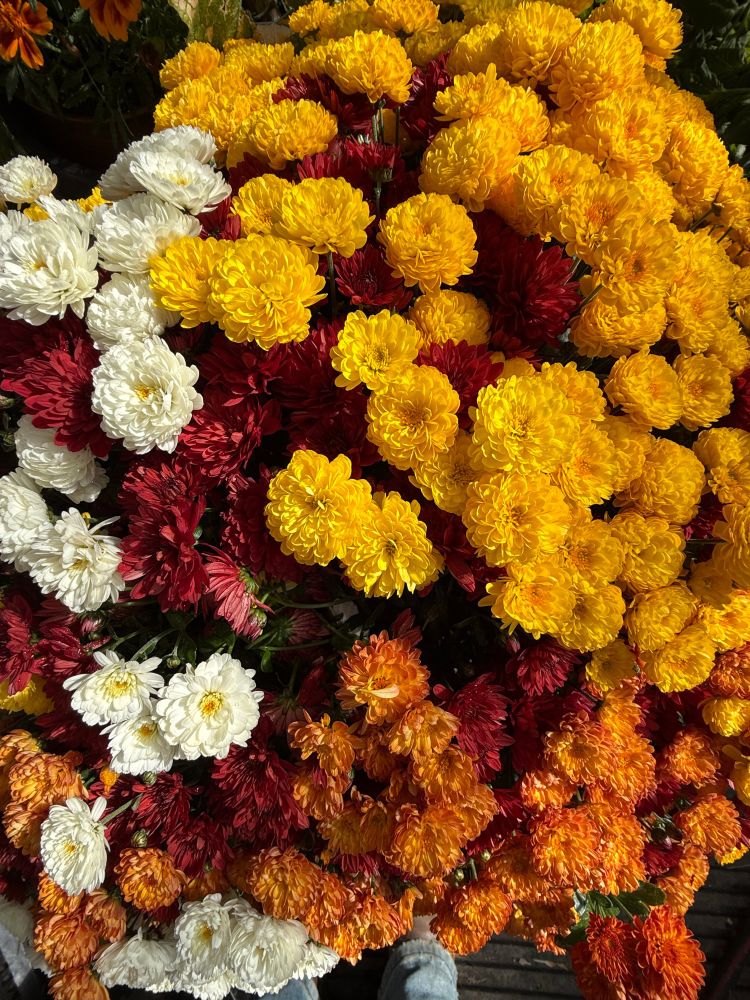 orange, red, white and yellow chrysanthemums bloom in a bunch