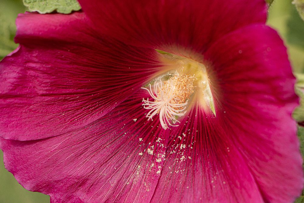 close up of a red holly hock flower with curled flower parts dripping spots of yellow pollen on the red petals