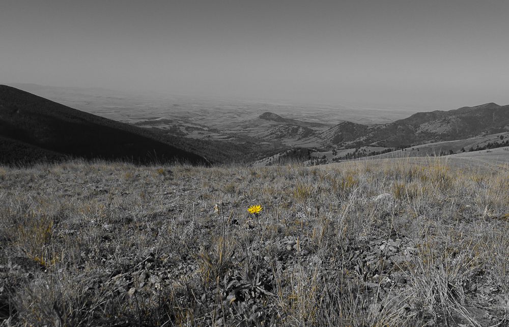 grassy high meadow with one yellow flower blooming before a distant confluence of black and white hills bleeding into farmland
