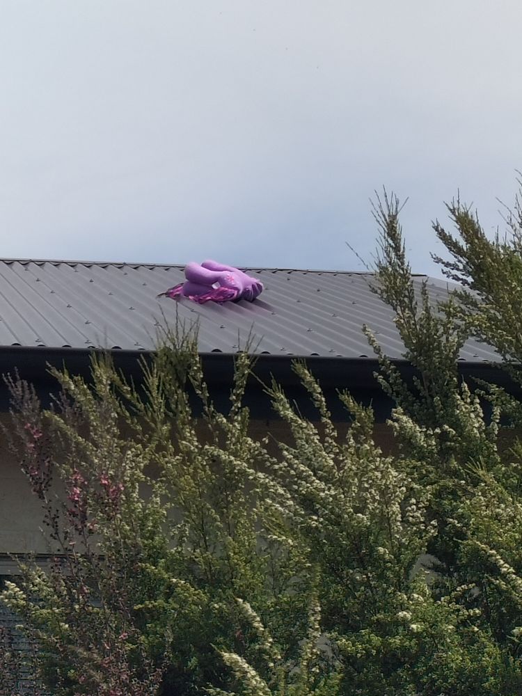 The photo is of a portion of a grey steel roof. In the middle of the roof is a large pink soft toy, probably a horse. The rear legs are facing towards the camera. In the foreground are some medium height flowering trees - a pink mānuka and a white kānuka