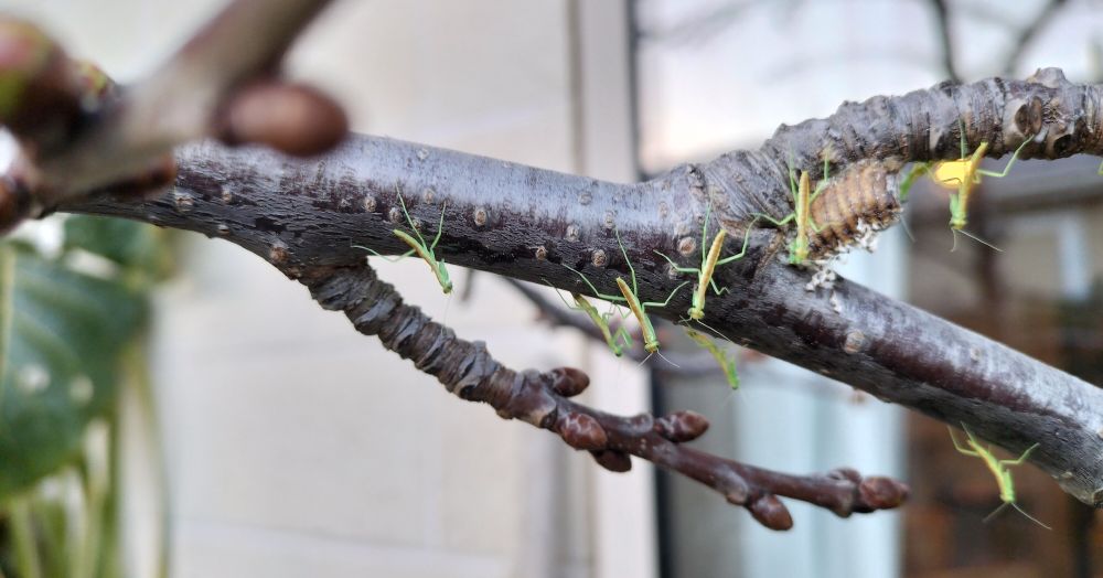 A cherry tree branch, which divides into two. Where it divides is a praying mantis ootheca (egg case). Around the branches are 8 tiny baby praying mantises