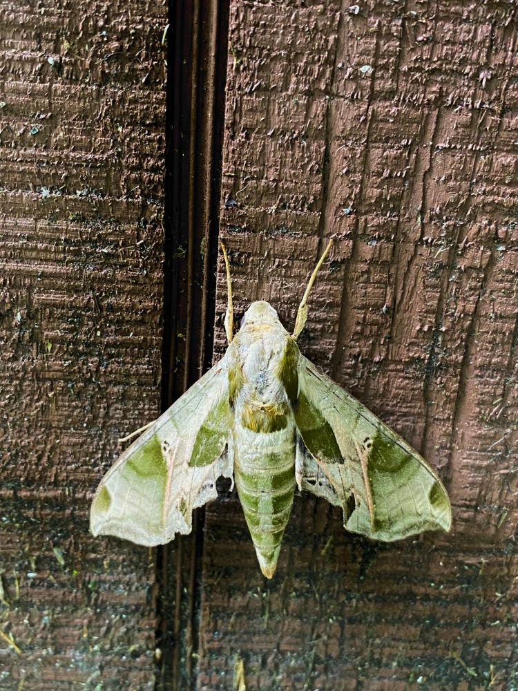 Large moth on the side of my shed.