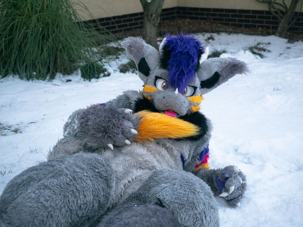 fursuiter laying on the snow and licking his tail