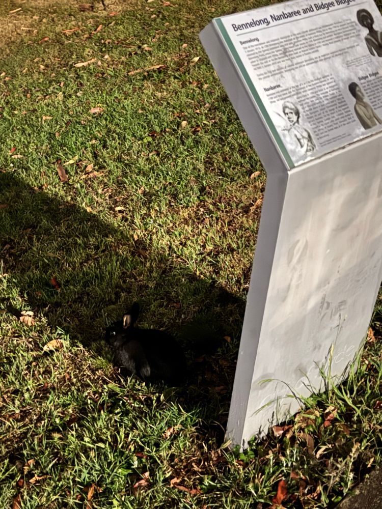 Rabbit camouflaged by the shadow but position disclosed by eyes and inner ears 