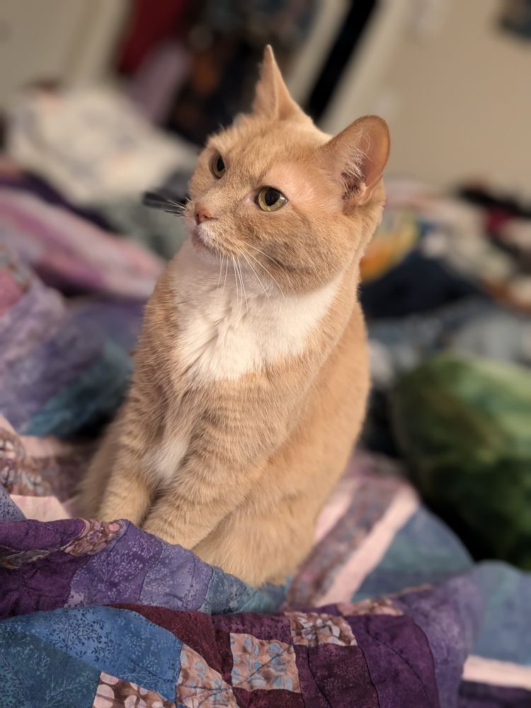 A orange-cream coloured cat with a white neck is looking into the distance while sitting on a sits on a blue and purple quilt