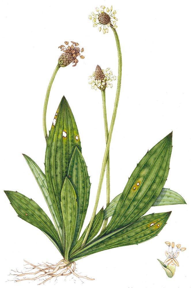 Completed botanical illustration of Ribwort plantain Plantago lanceolata.  This time it's just a scan of the finished illustration, cut to white.  There are three flowering heads, two are side on and one is pointing toward the vuewer,  The sideways ones are differnt shapes (and ages), one blunter and more elongate as it's older.  The stamens stick out from the flowers, and although they're cream, in the older flowering head they've turned brown.  The stem is ridged and squared and you can see the basal rosette of leaves, immediately recognizable because of their parallel long veins.  Roots, pale and simple, stretch to the left of the basal rosette.  I've included a few yellowing spots of leaf damage, partly cause its fun, but also to show how damage on the leaves looks.  The underside of the leaves are slightly paler, and one leaf is seen sideways on to show this.  The close up of one flower, on the right of the illustration, shows one flower with four cream petals and the creamy anthers.  