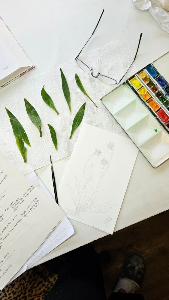 Pencil drawing, leaves, and paints - ready to start adding colour to a botanical illustration of ribwort plantain 