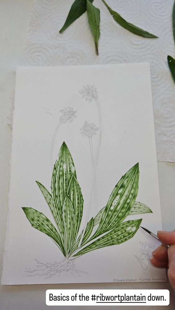 Working into the base lights and shadows of the leaves of a botanical illustration of ribwort plantain